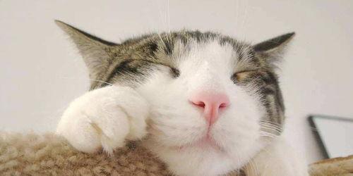 娱乐猫吃瓜记,揭秘娱乐圈幕后风云